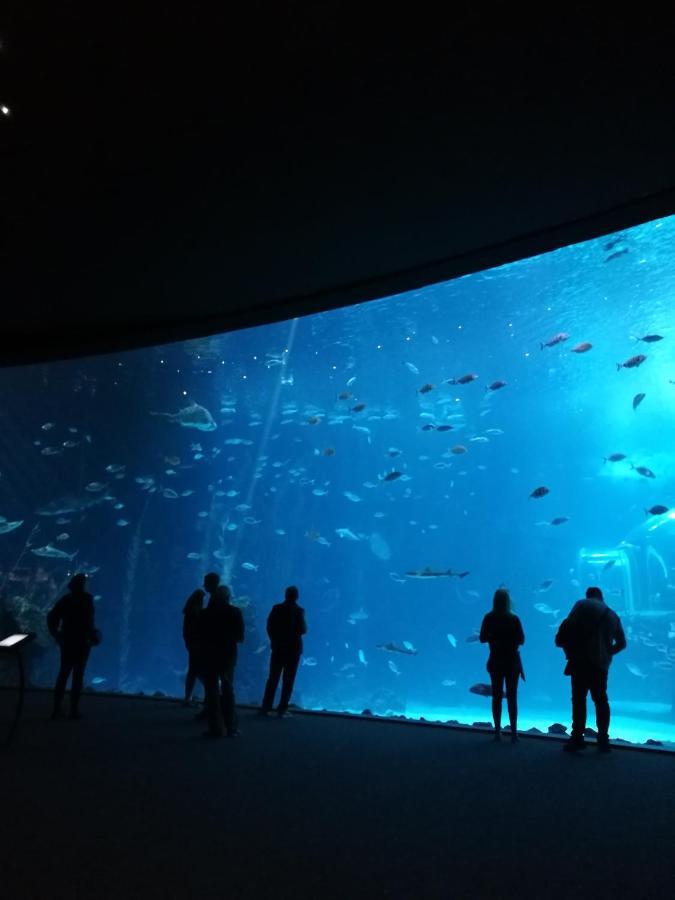 Las Canteras Aquarium Las Palmas de Gran Canaria Exterior photo