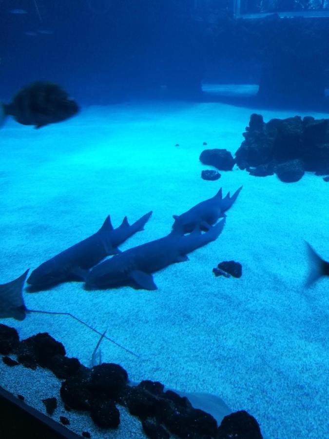 Las Canteras Aquarium Las Palmas de Gran Canaria Exterior photo
